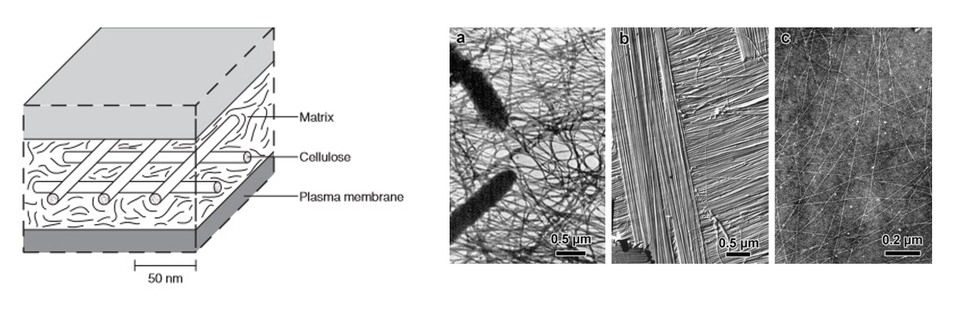 Cryo-ET image 1