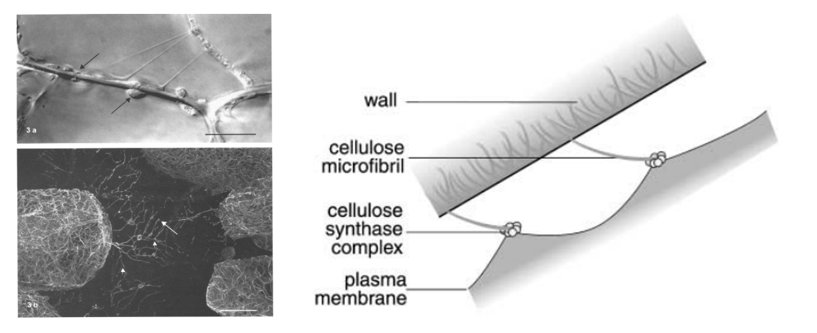 Cryo-ET image 2