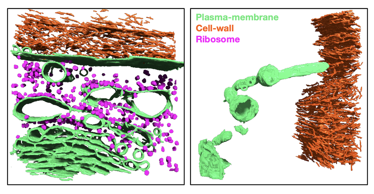 cryo ET figure 4