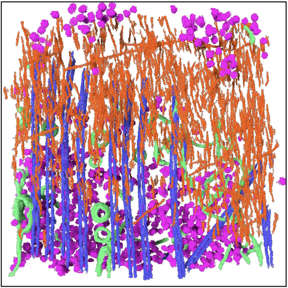 Segmentation of subcellular features