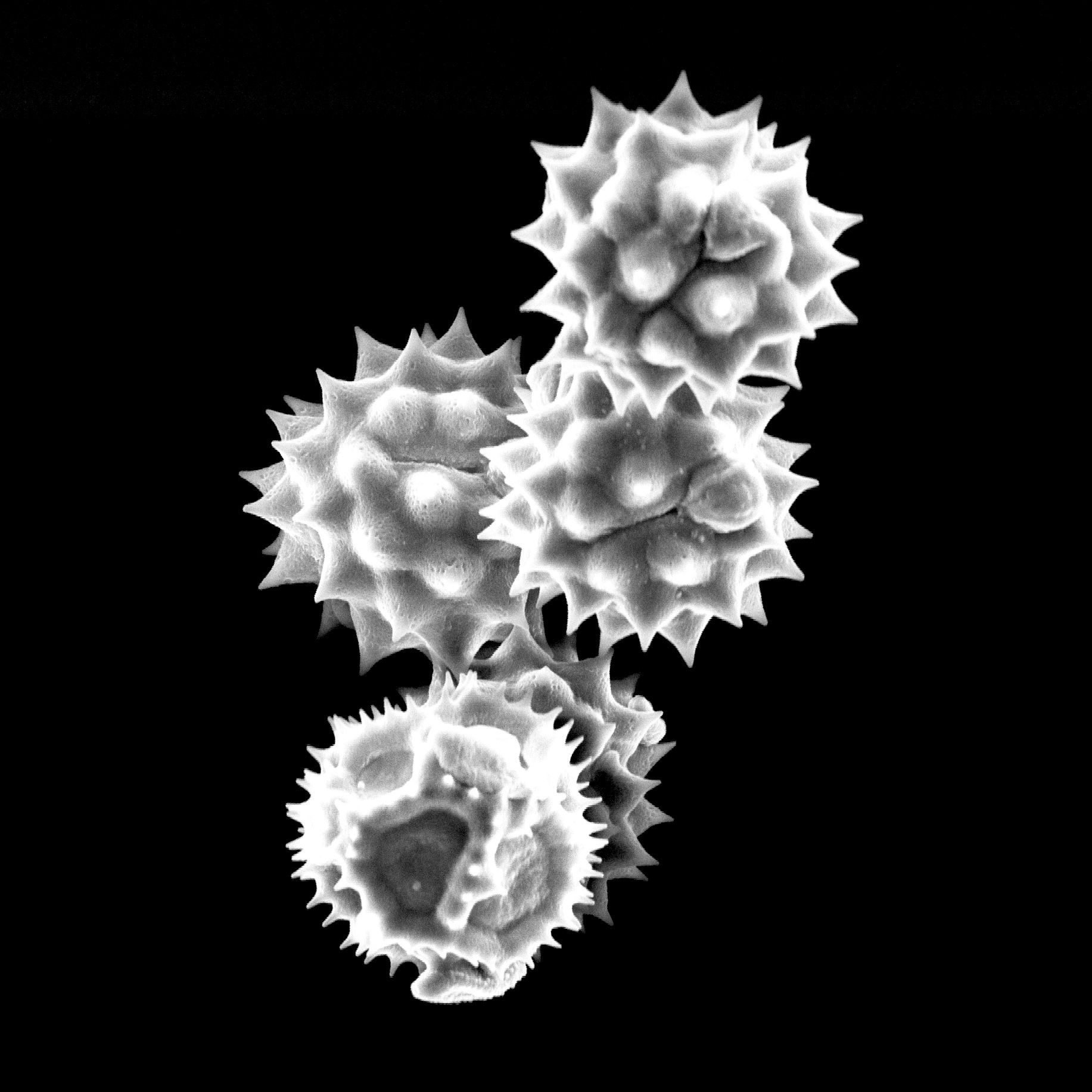 Pollen morphology