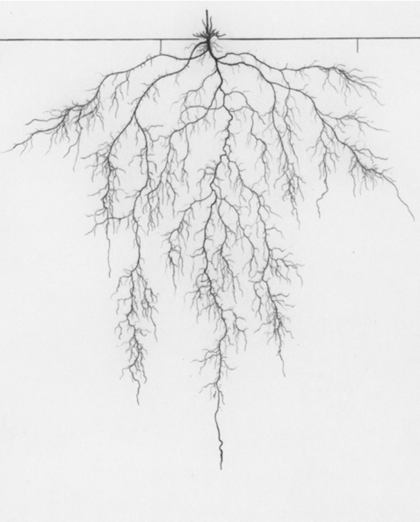 Arabidopsis root system