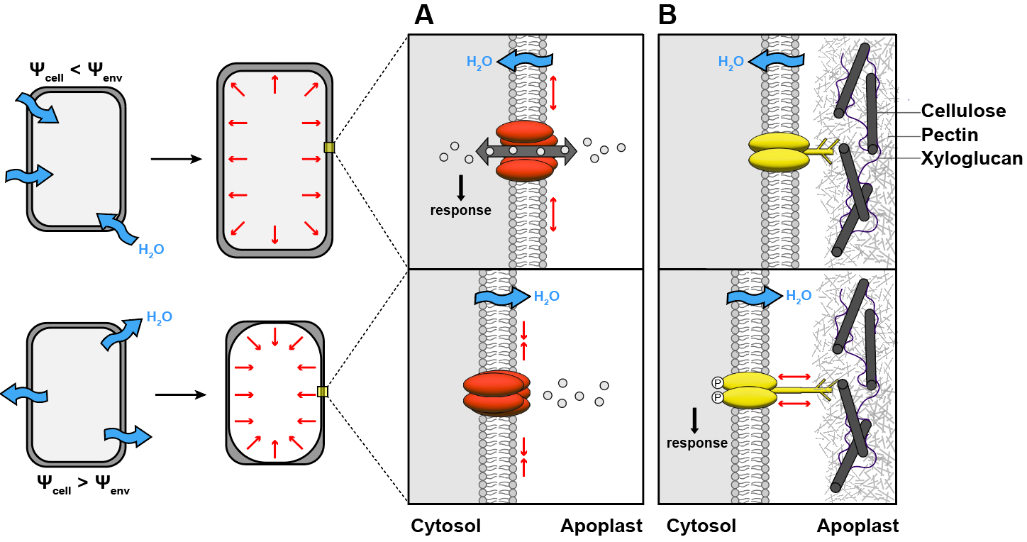 water, mechanical forces