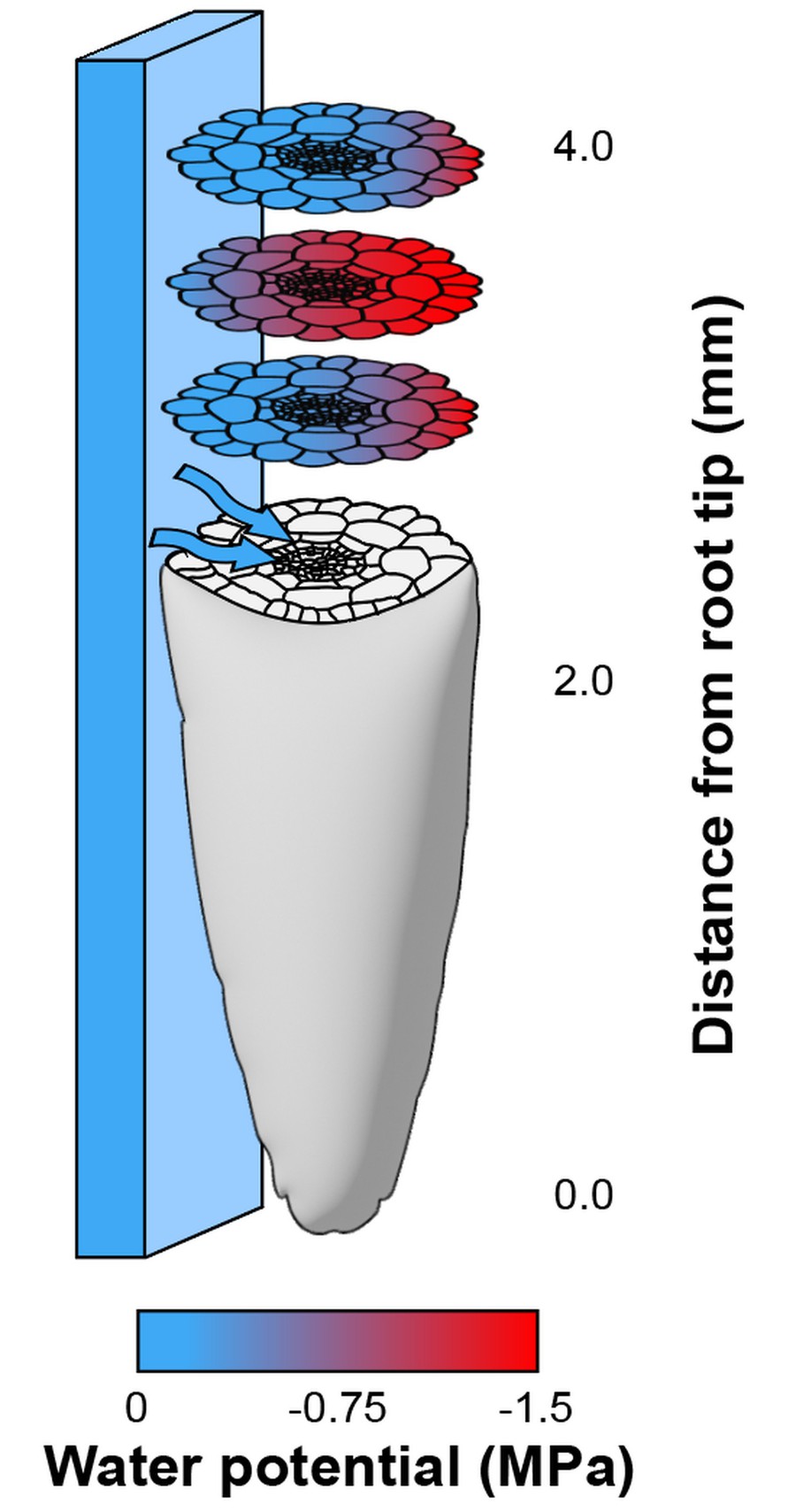 water, sense-by-growth