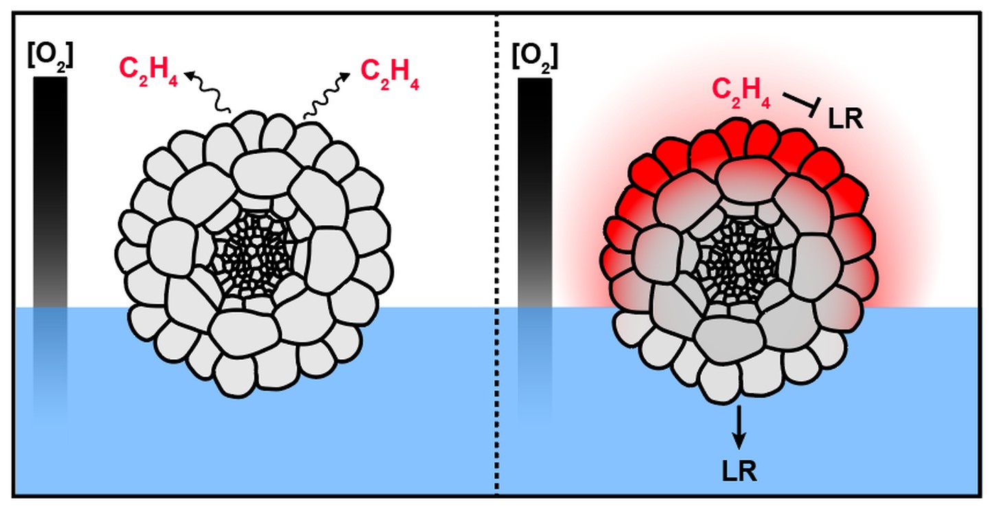 water, ethylene signaling