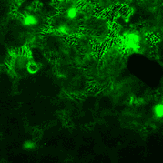 Tobacco leaf epidermal cells expressing SED2