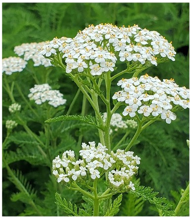 Common yarrow (Achillea millefolium)