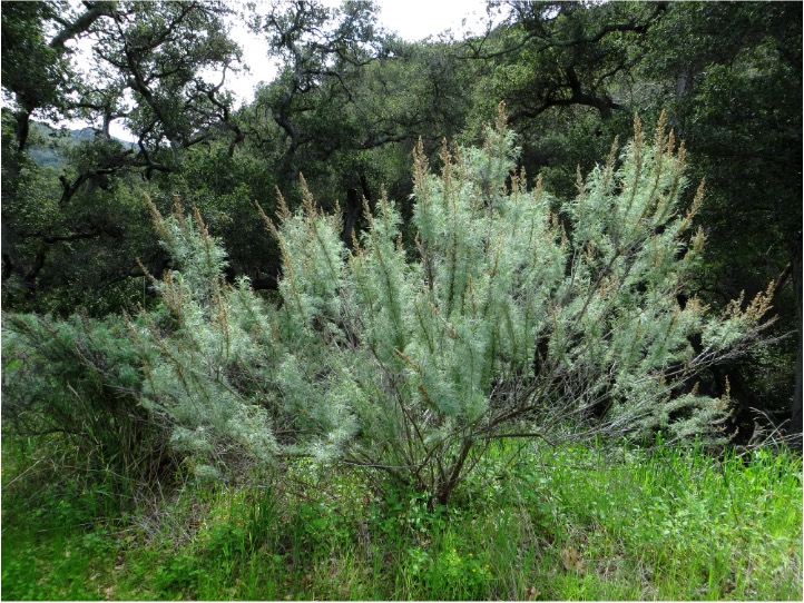 California sagebrush (Artemisia californica)