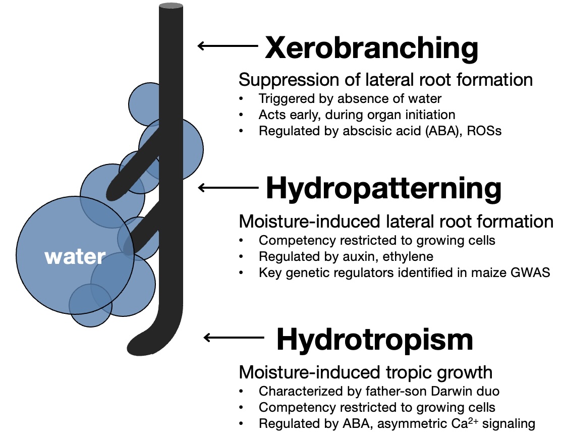 Hydropatterning and xerobranching